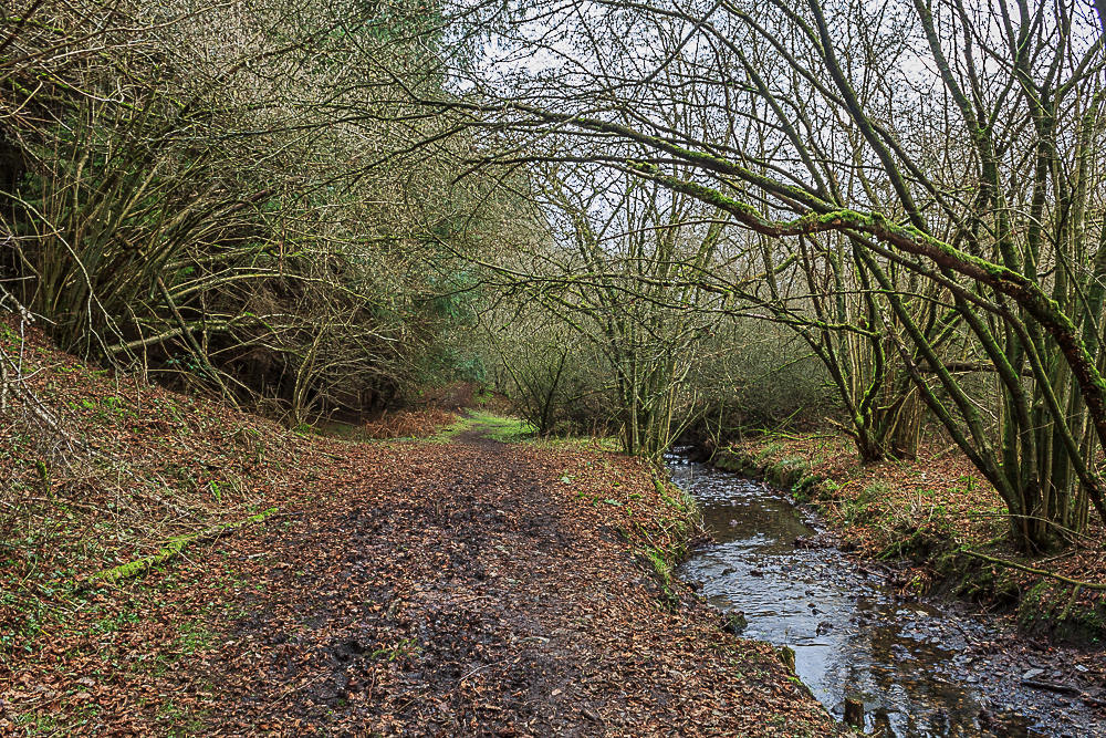 Clough Wood Clough Wood